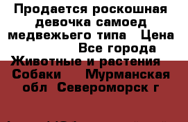 Продается роскошная девочка самоед медвежьего типа › Цена ­ 35 000 - Все города Животные и растения » Собаки   . Мурманская обл.,Североморск г.
